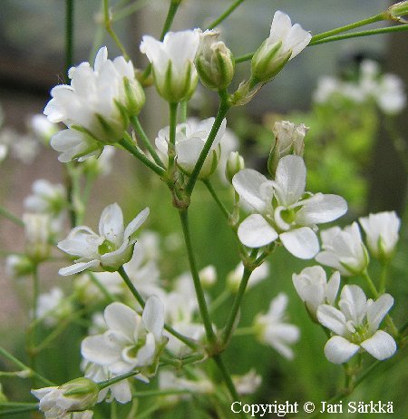 Minuartia graminifolia